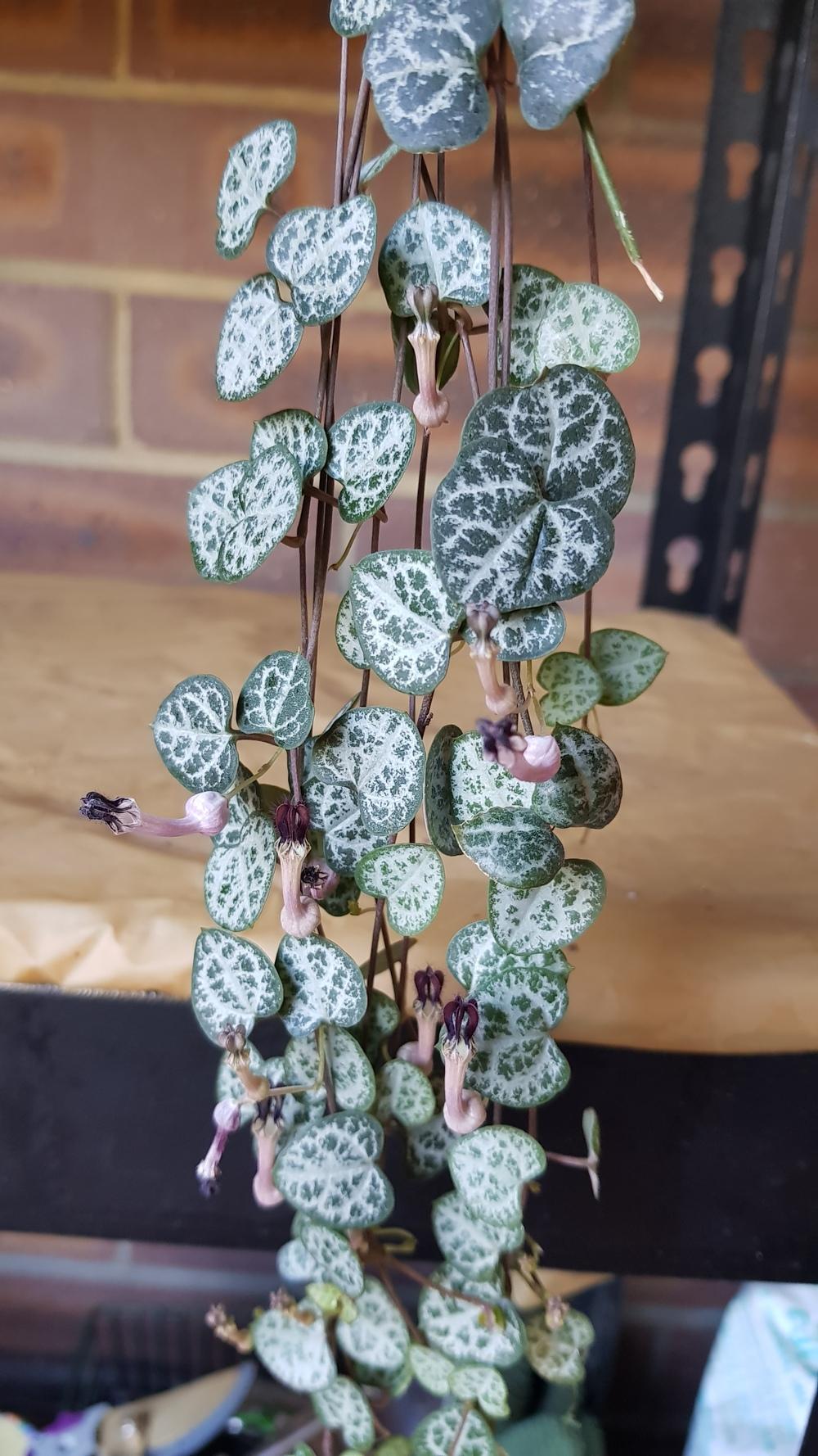Photo of String of Hearts (Ceropegia woodii) uploaded by Snoozu