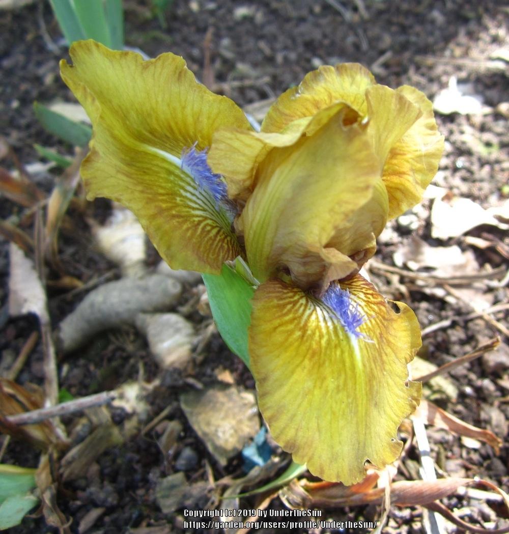 Photo of Standard Dwarf Bearded Iris (Iris 'Aladdin's Flame') uploaded by UndertheSun