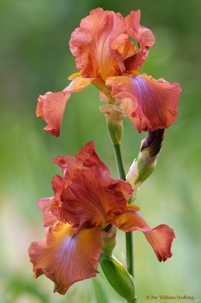 Photo of Tall Bearded Iris (Iris 'Terre de Feu') uploaded by William