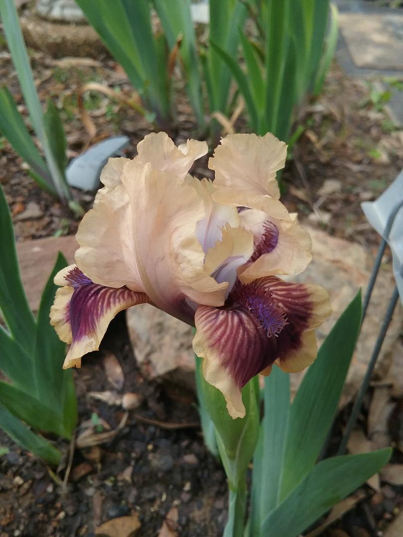 Photo of Standard Dwarf Bearded Iris (Iris 'Mambo') uploaded by grannysgarden