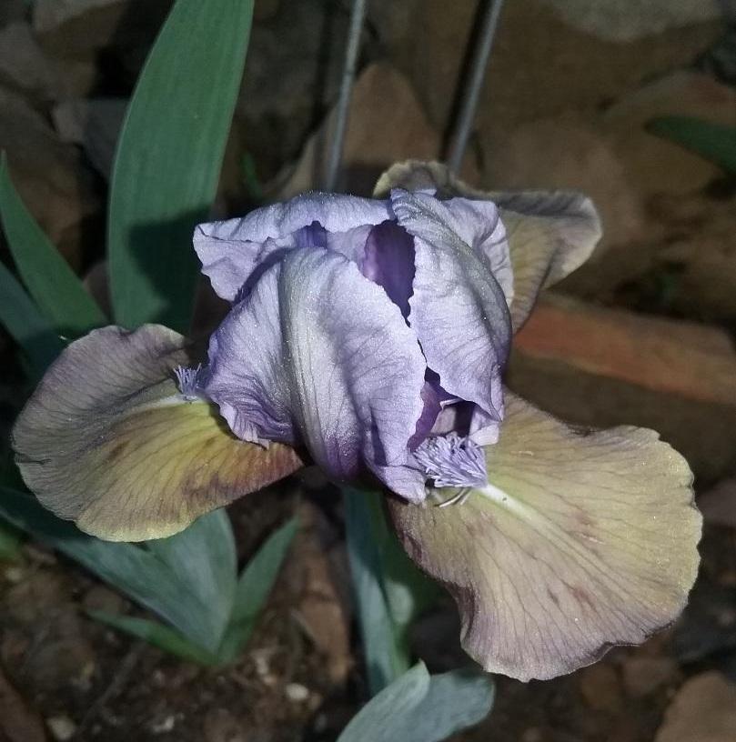 Photo of Standard Dwarf Bearded Iris (Iris 'Hocus Pocus') uploaded by grannysgarden