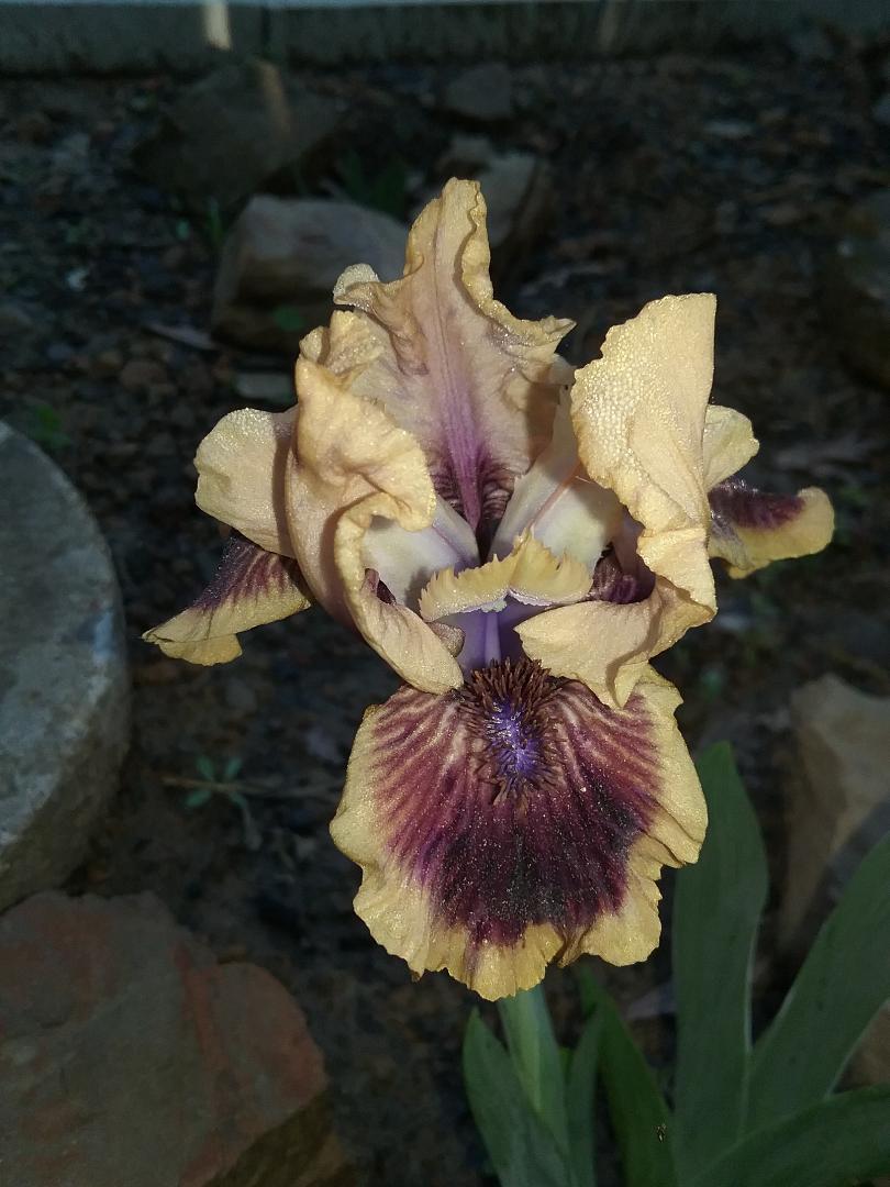 Photo of Standard Dwarf Bearded Iris (Iris 'Mambo') uploaded by grannysgarden