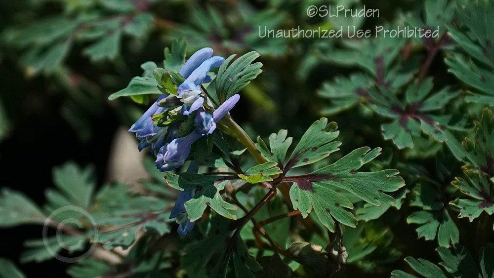 Photo of Blue Corydalis (Corydalis flexuosa 'Purple Leaf') uploaded by DaylilySLP