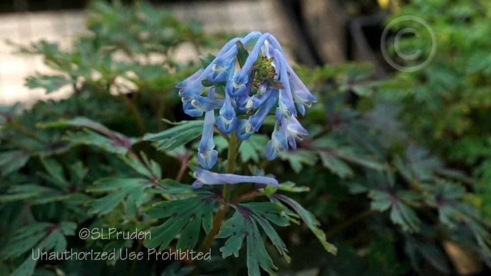 Photo of Blue Corydalis (Corydalis flexuosa 'Purple Leaf') uploaded by DaylilySLP