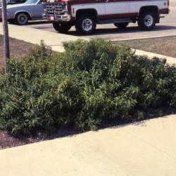 Location: Aurora, Illinois
Date: summer of the 1980's
three shrubs together at office park