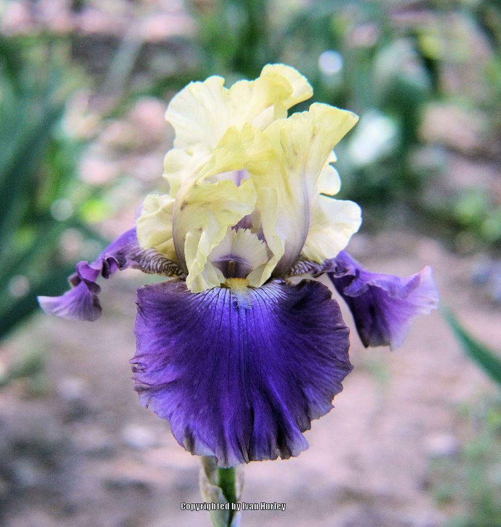 Photo of Tall Bearded Iris (Iris 'Jurassic Park') uploaded by Ivan_N_Tx
