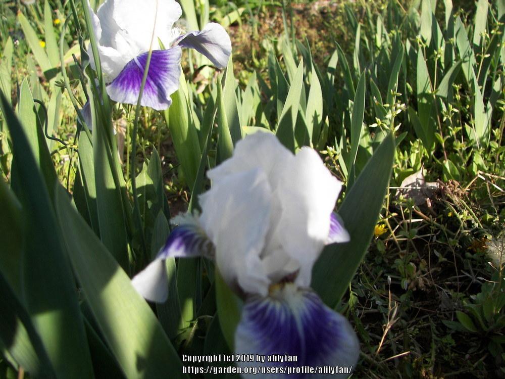 Photo of Standard Dwarf Bearded Iris (Iris 'Boo') uploaded by alilyfan