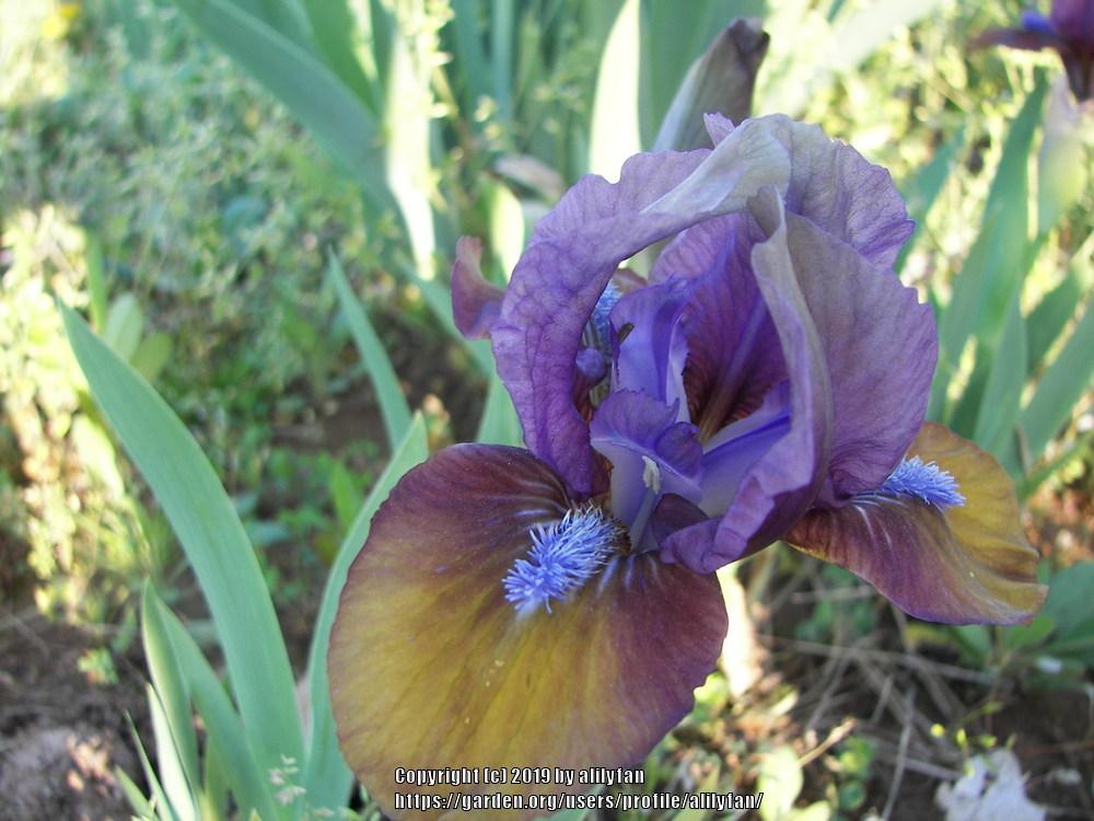 Photo of Standard Dwarf Bearded Iris (Iris 'Gizmo the Gremlin') uploaded by alilyfan