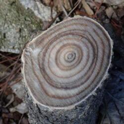 Location: My garden zone 5
Date: 2019-04-09
note the rings , fresh cut stump
