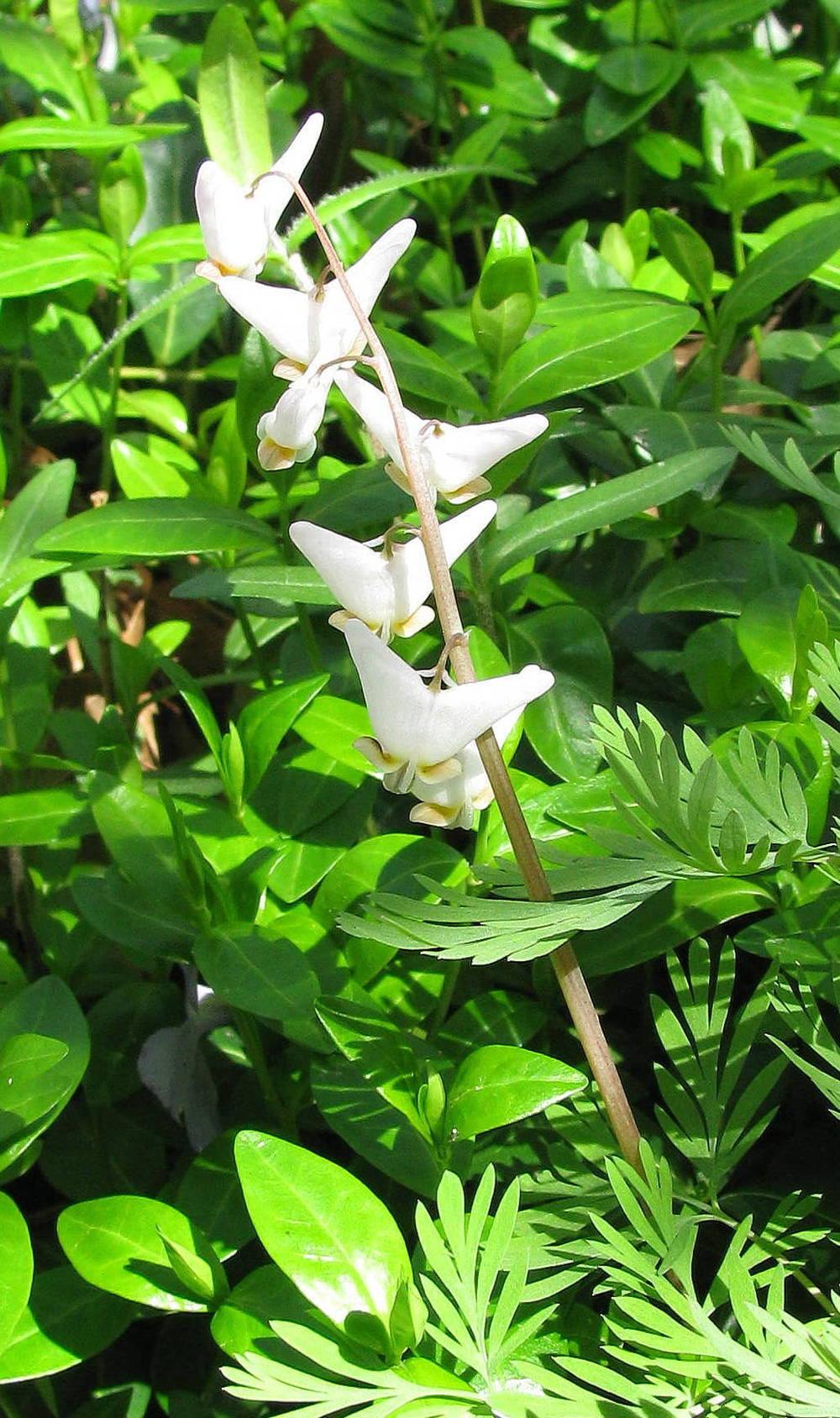 Photo of Dutchman's Breeches (Dicentra cucullaria) uploaded by jmorth