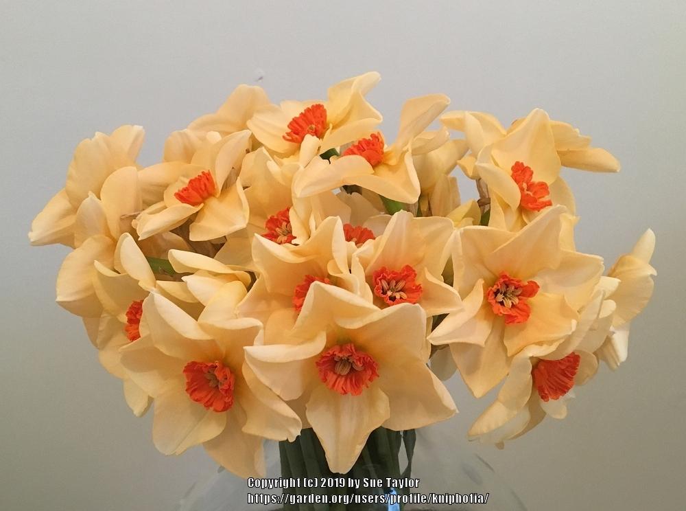 Photo of Small Cupped Daffodil (Narcissus 'Altruist') uploaded by kniphofia