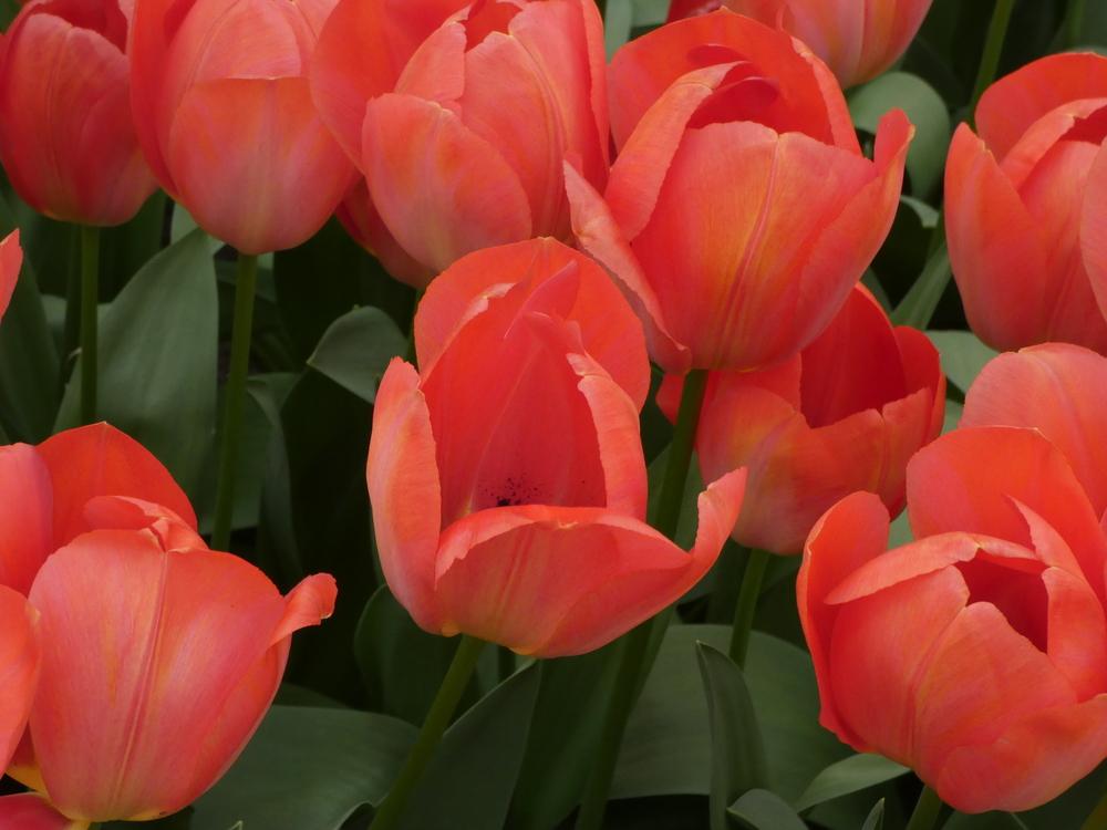 Photo of Darwin Hybrid Tulip (Tulipa 'Orange van Eijk') uploaded by mellielong