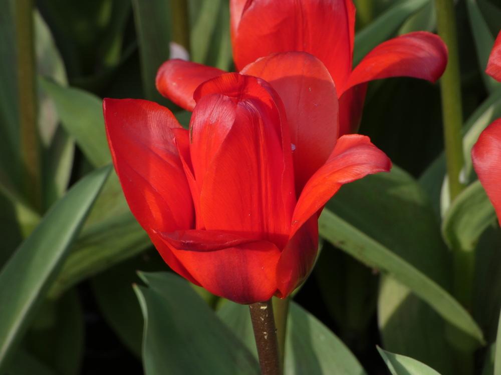 Photo of Waterlily Tulip (Tulipa kaufmanniana 'Scarlet Baby') uploaded by mellielong