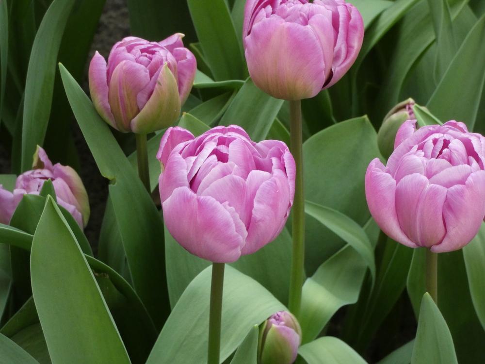 Photo of Double Late Tulip (Tulipa 'Blue Diamond') uploaded by mellielong