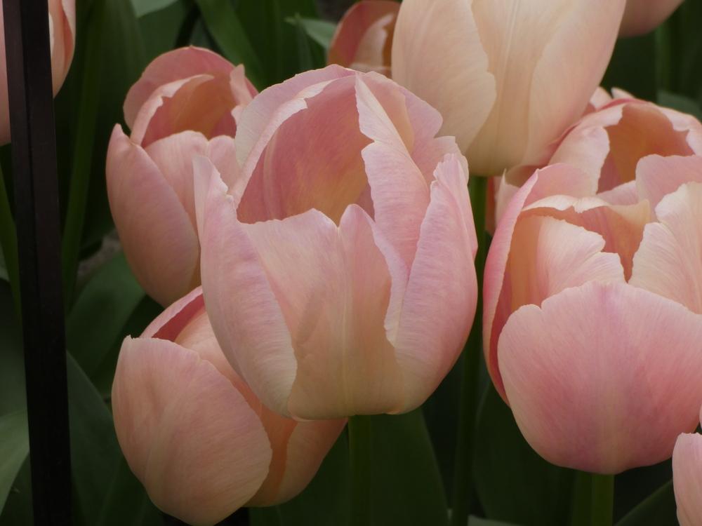 Photo of Tulip (Tulipa 'Mystic van Eijk') uploaded by mellielong