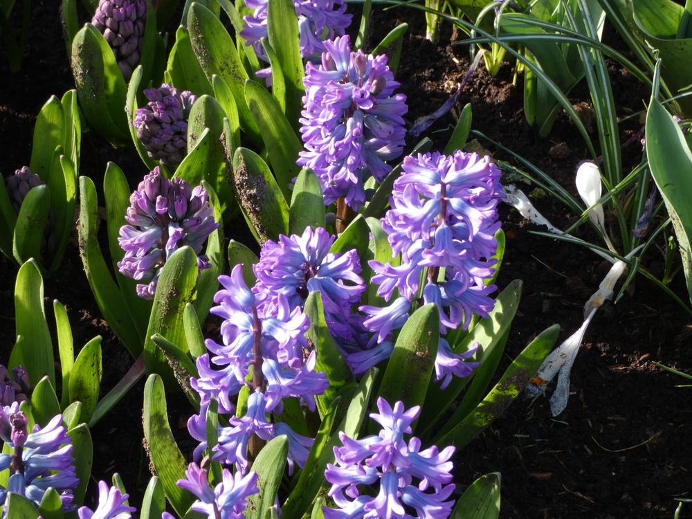 Photo of Dutch Hyacinth (Hyacinthus orientalis 'Splendid Cornelia') uploaded by mellielong