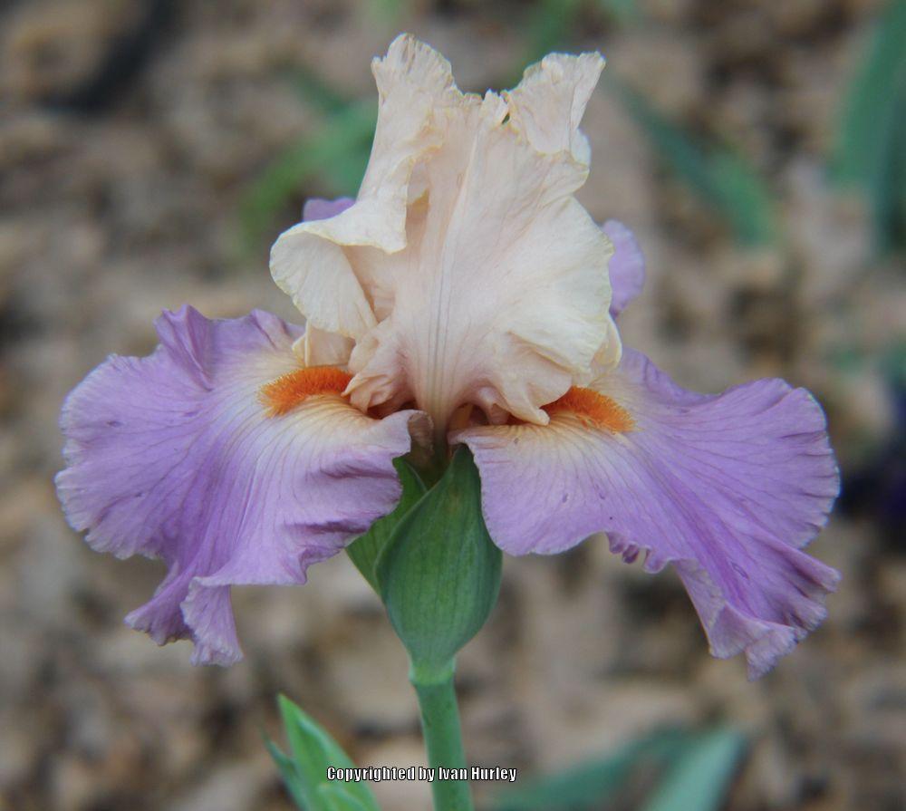 Photo of Tall Bearded Iris (Iris 'Sweet Musette') uploaded by Ivan_N_Tx