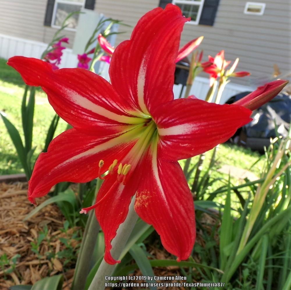 Photo of St. Joseph's Lily (Hippeastrum x johnsonii) uploaded by TexasPlumeria87
