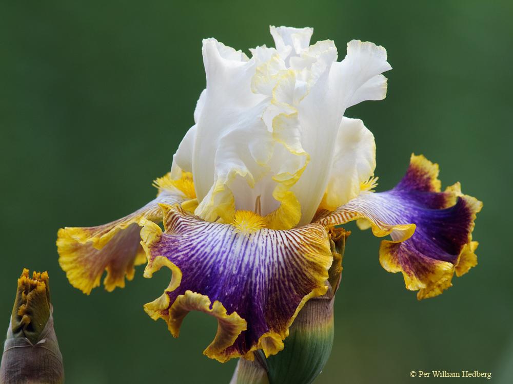 Photo of Tall Bearded Iris (Iris 'Patchwork Puzzle') uploaded by William