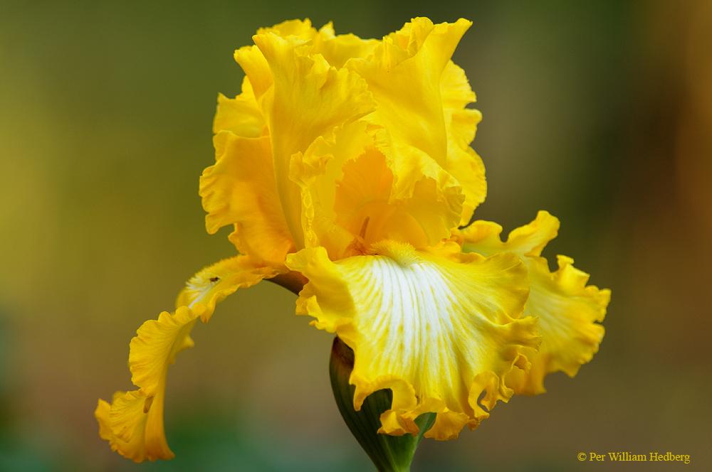 Photo of Tall Bearded Iris (Iris 'That's All Folks') uploaded by William