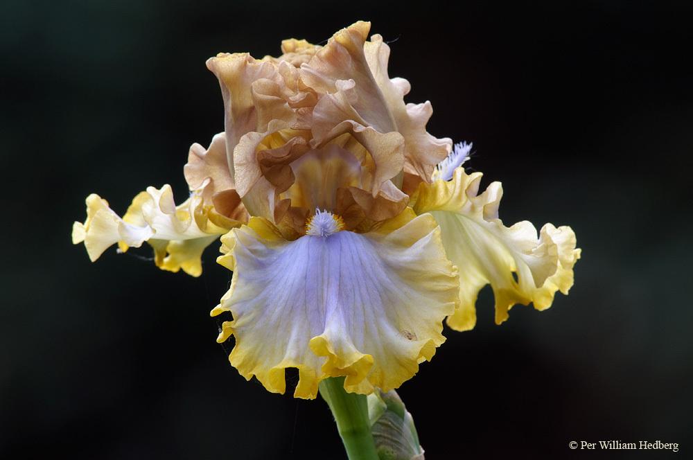 Photo of Tall Bearded Iris (Iris 'Zlatovláska') uploaded by William