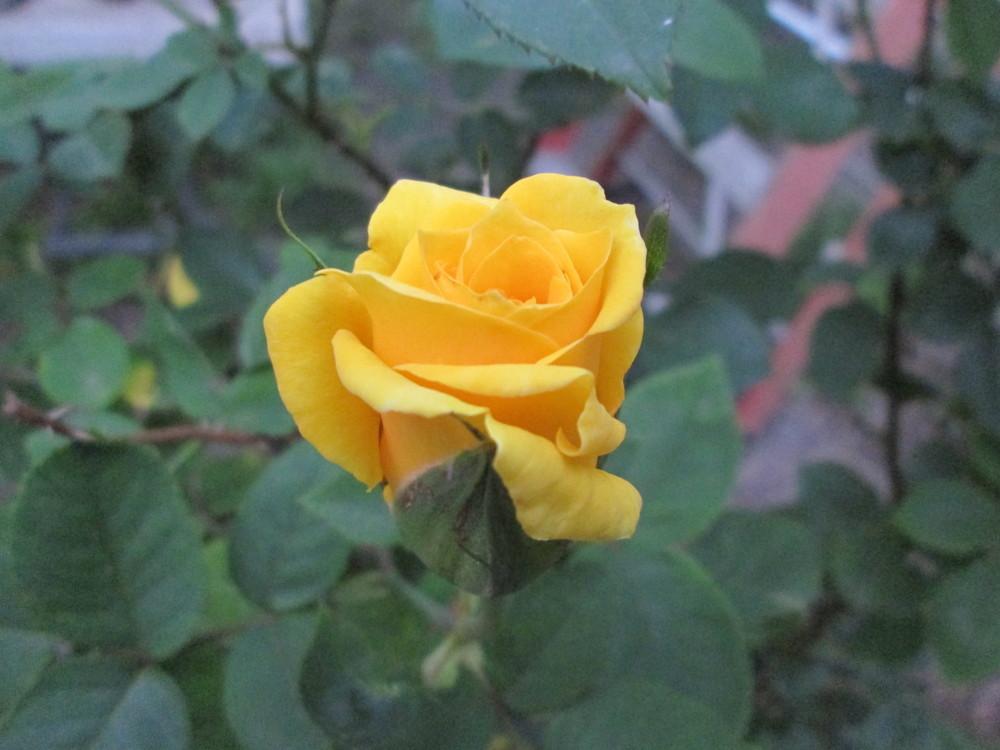 Photo of Rose (Rosa 'Nacogdoches') uploaded by christinereid54
