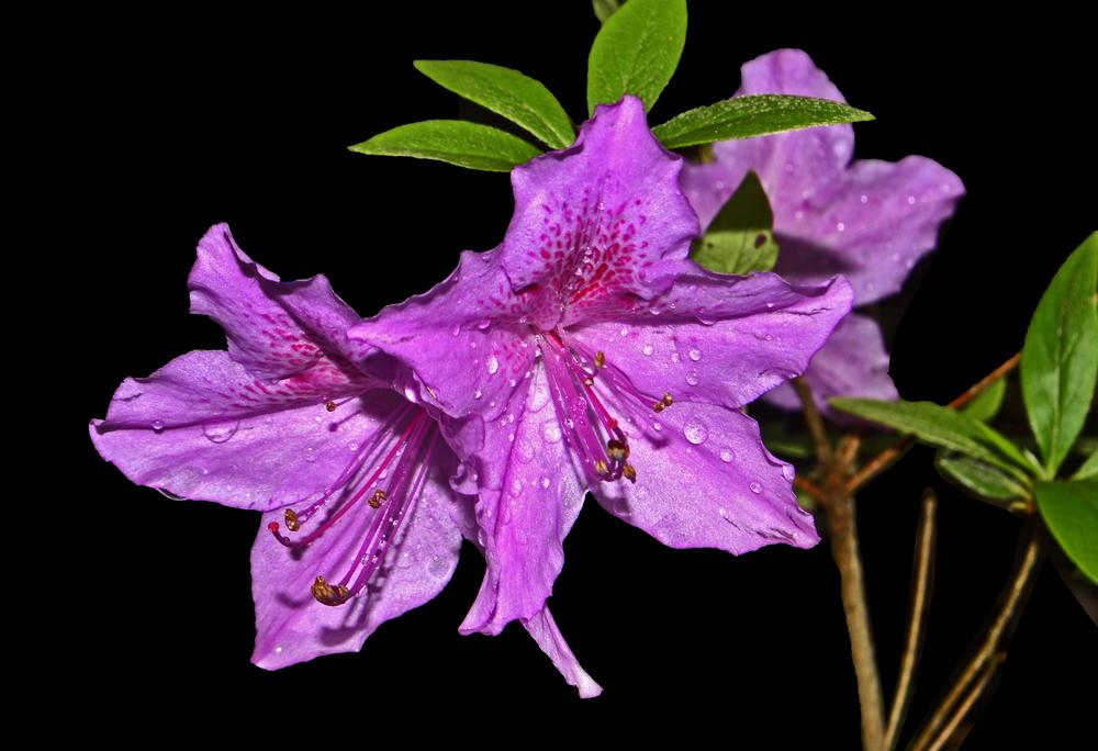 Photo of Korean Azalea (Rhododendron yedoense f. poukhanense) uploaded by dawiz1753