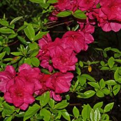 Location: Botanical Gardens of the State of Georgia...Athens, Ga
Date: 2019-04-07
Azalea - Rhododendron 'Hershey's Red' 001