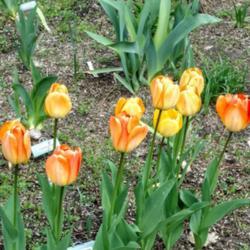 Location: My garden
Date: 2019-04-11
This tulip changed color. It starts out yellow.
