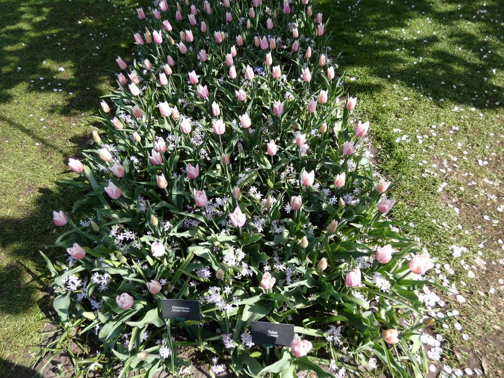 Photo of Tulip (Tulipa 'Gabriella') uploaded by mellielong