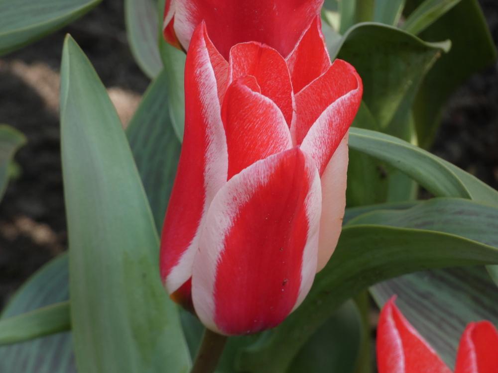 Photo of Tulip (Tulipa greigii 'Pinocchio') uploaded by mellielong