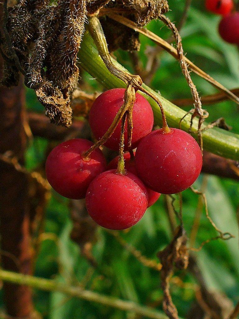 Photo of Red Bryony (Bryonia dioica) uploaded by robertduval14