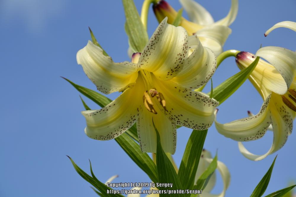 Photo of Lily (Lilium kesselringianum) uploaded by Serjio