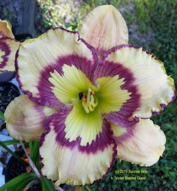 Photo of Daylily (Hemerocallis 'Violet Stained Glass') uploaded by SunriseSide