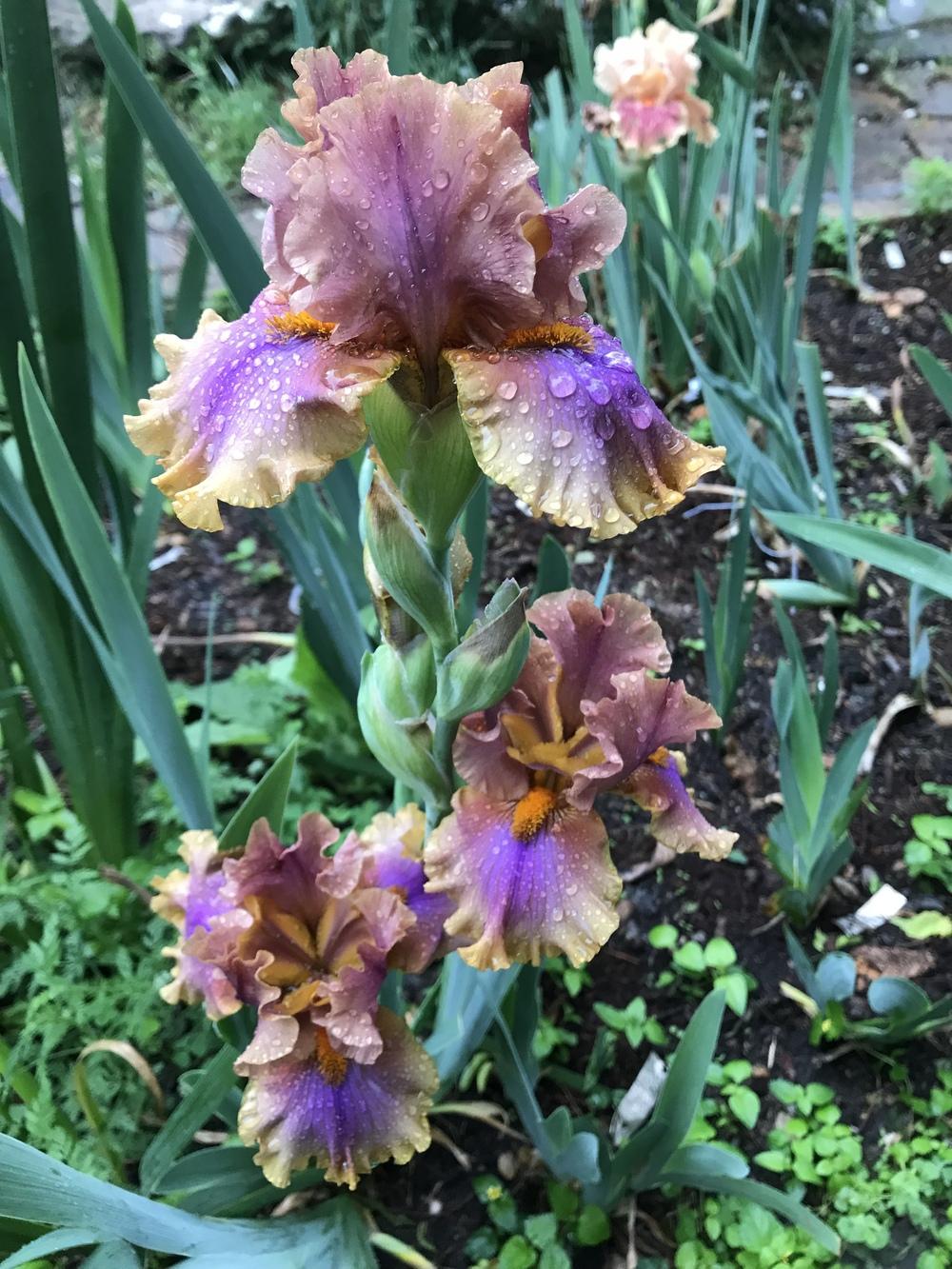 Photo of Tall Bearded Iris (Iris 'Maggie Beth') uploaded by TexasShellie