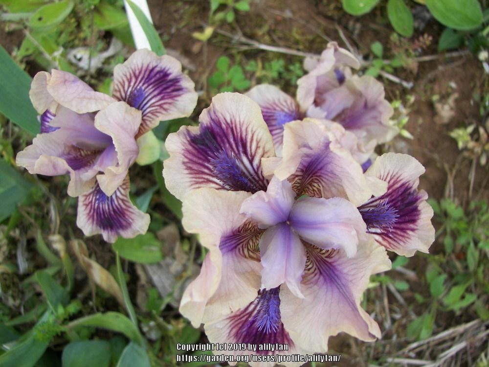 Photo of Standard Dwarf Bearded Iris (Iris 'Shindig') uploaded by alilyfan