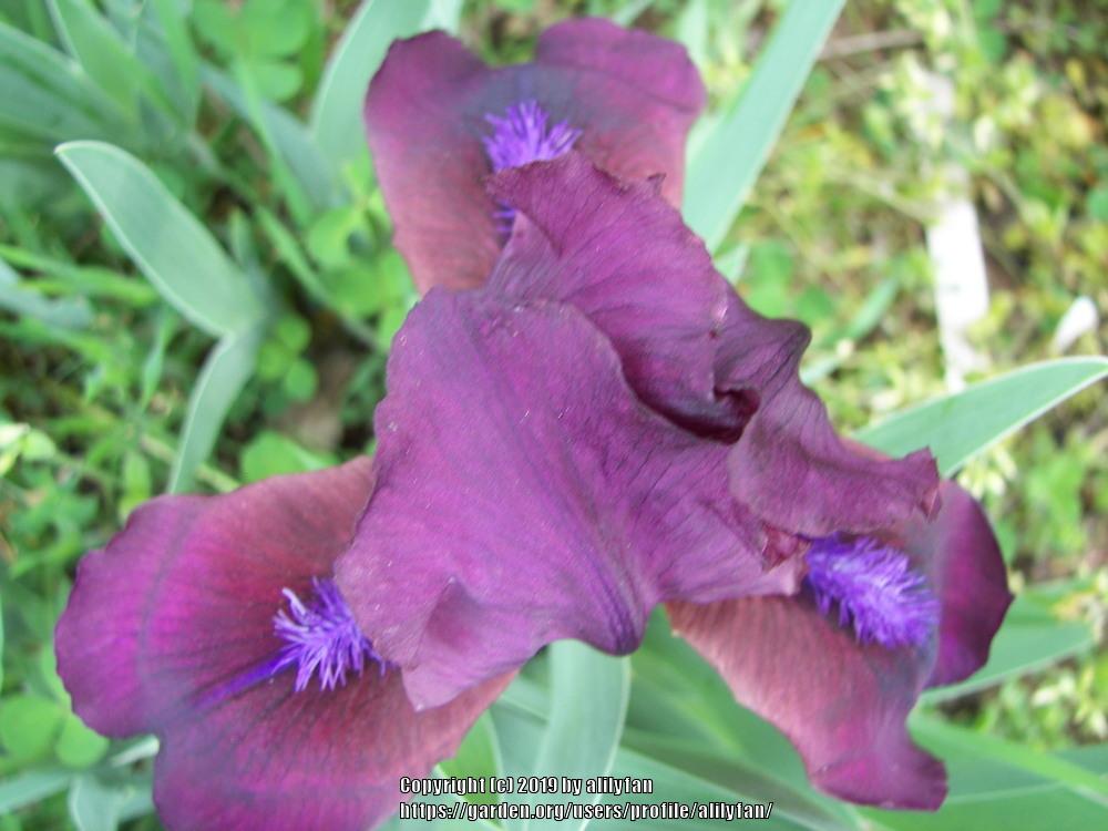 Photo of Standard Dwarf Bearded Iris (Iris 'Dark Crystal') uploaded by alilyfan