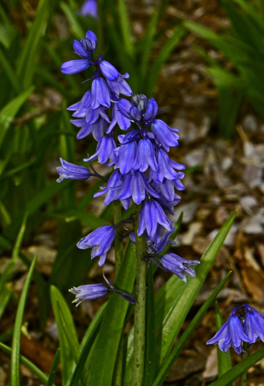 Photo of Spanish Bluebell (Hyacinthoides hispanica) uploaded by dawiz1753