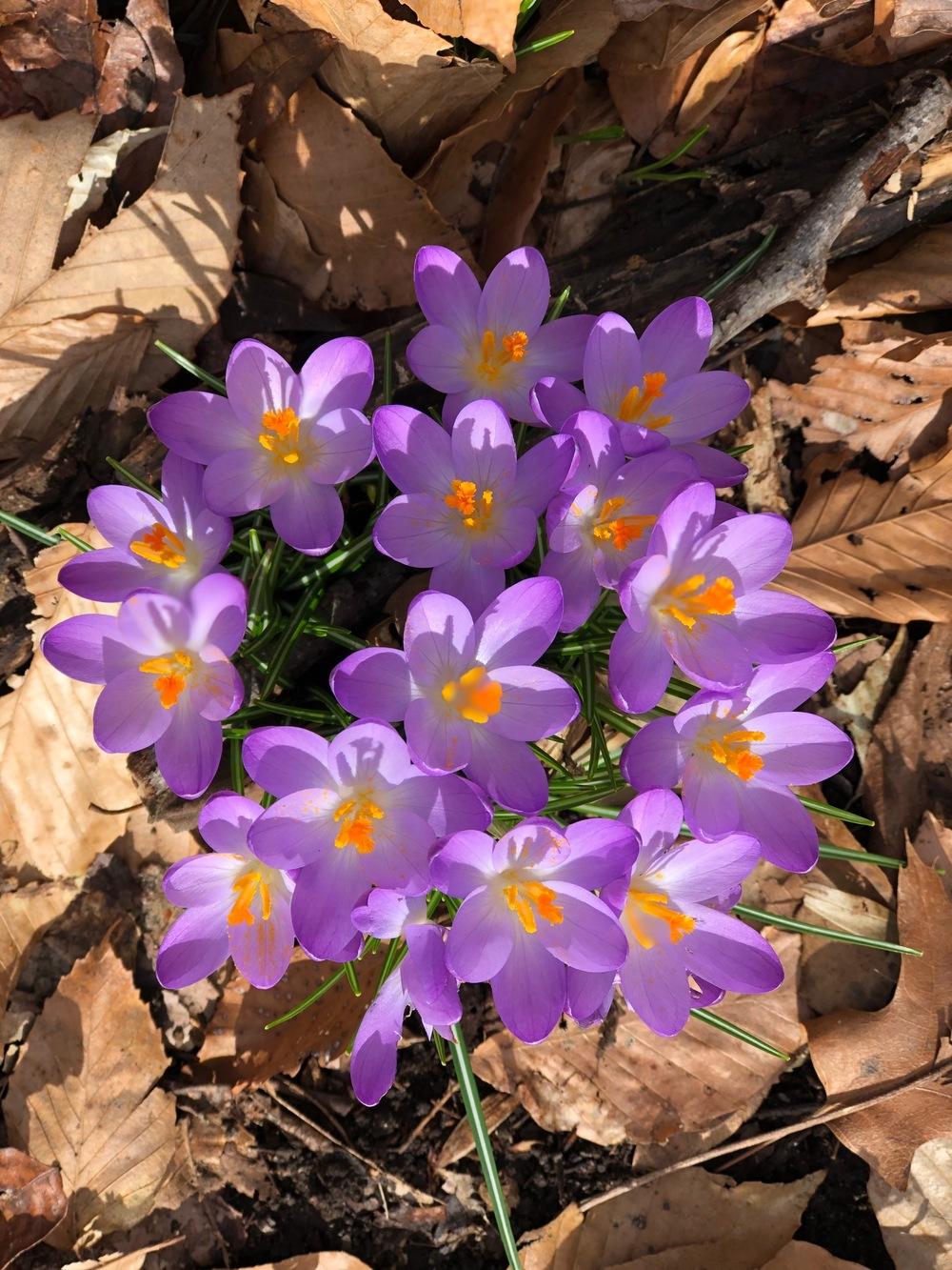 Photo of Crocus uploaded by greenhouse_7