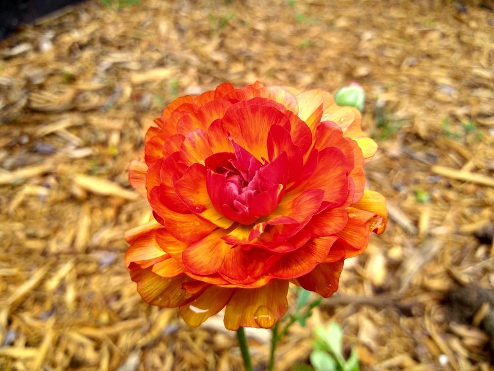 Photo of Persian Buttercup (Ranunculus asiaticus) uploaded by hugjames27