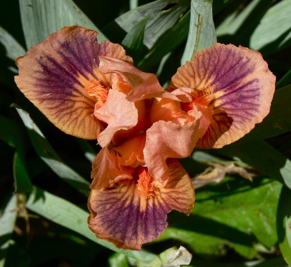 Photo of Standard Dwarf Bearded Iris (Iris 'Absolute Joy') uploaded by janwax