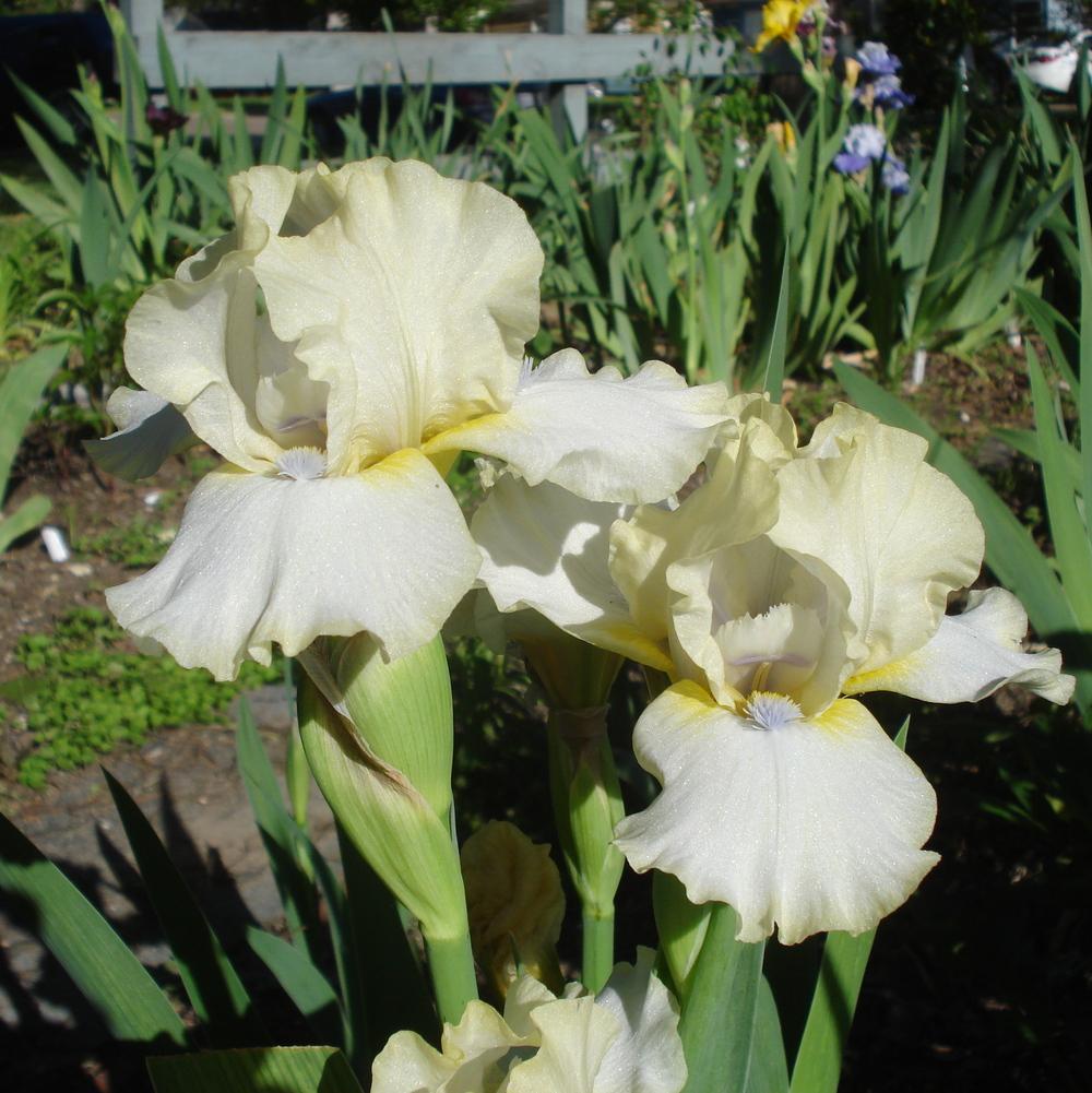 Photo of Intermediate Bearded Iris (Iris 'What About Me') uploaded by lovemyhouse