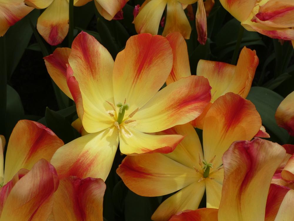 Photo of Triumph Tulip (Tulipa 'Suncatcher') uploaded by mellielong