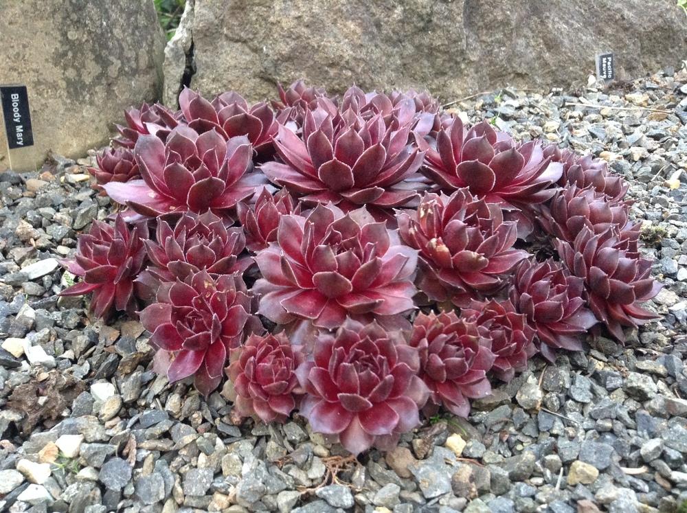 Photo of Hen and Chicks (Sempervivum 'Bloody Mary') uploaded by tcstoehr