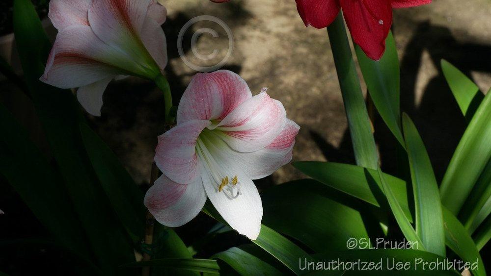 Photo of Amaryllis (Hippeastrum 'Apple Blossom') uploaded by DaylilySLP