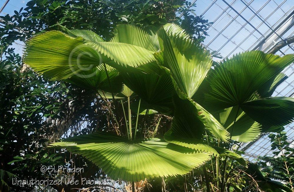 Photo of Ruffled Fan Palm (Licuala grandis) uploaded by DaylilySLP