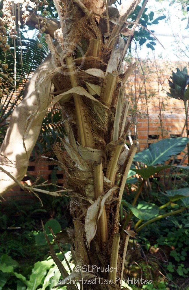 Photo of Ruffled Fan Palm (Licuala grandis) uploaded by DaylilySLP