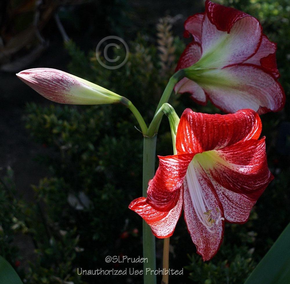 Photo of Amaryllis (Hippeastrum 'Flamenco Queen') uploaded by DaylilySLP