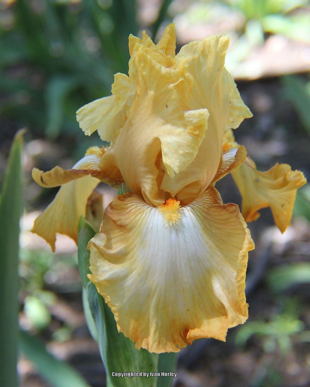 Photo of Tall Bearded Iris (Iris 'Honeycomb') uploaded by Ivan_N_Tx