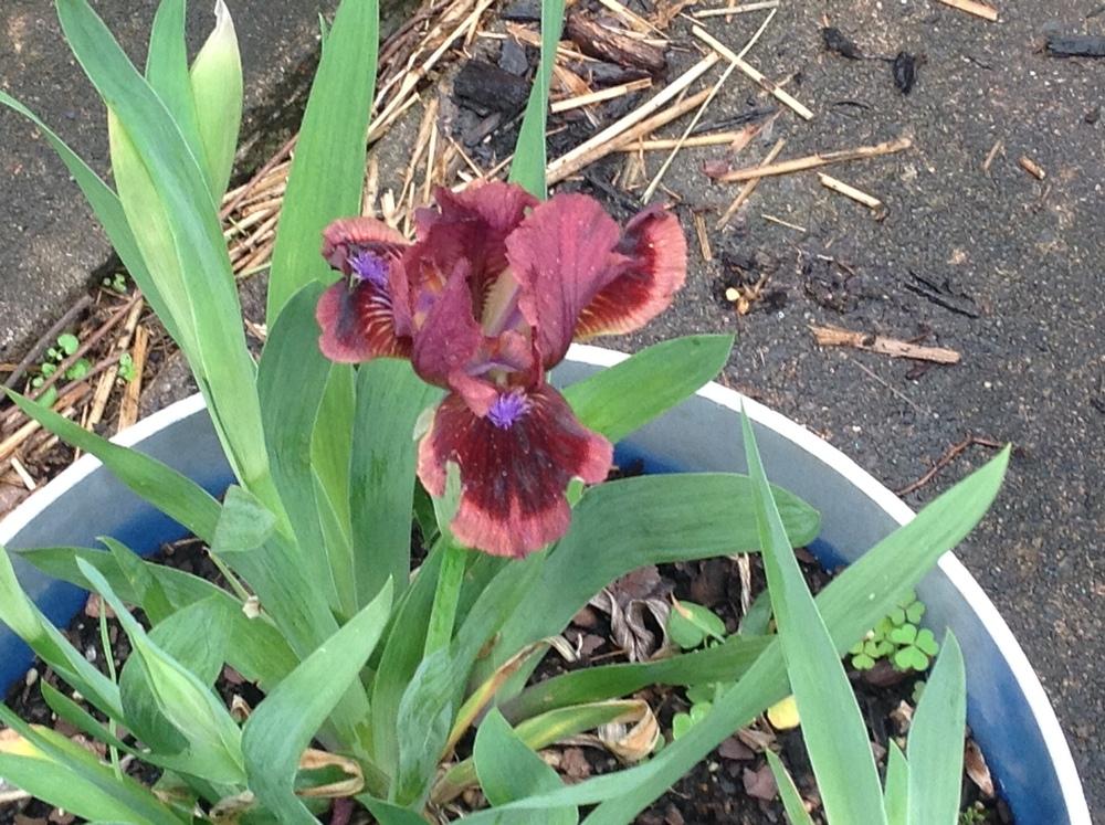 Photo of Standard Dwarf Bearded Iris (Iris 'Cat's Eye') uploaded by UndyingLight